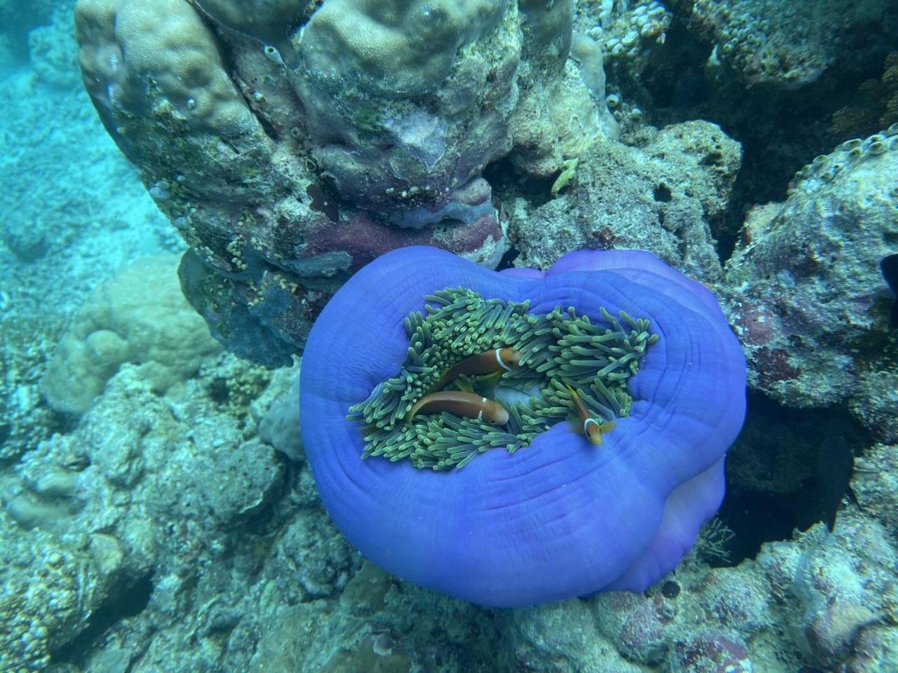 Mamello Beach Club Maldives Feridhoo Eksteriør bilde