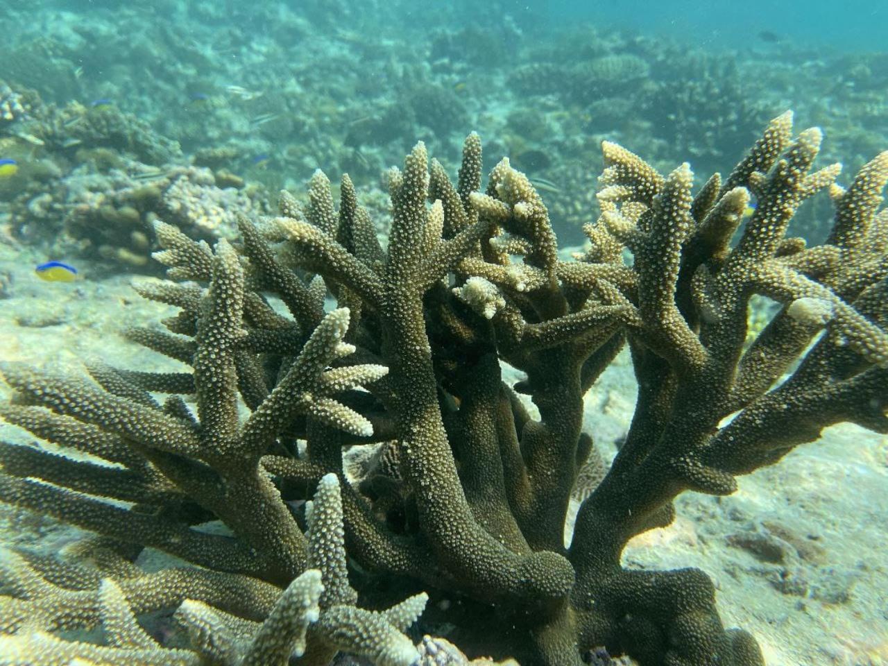 Mamello Beach Club Maldives Feridhoo Eksteriør bilde