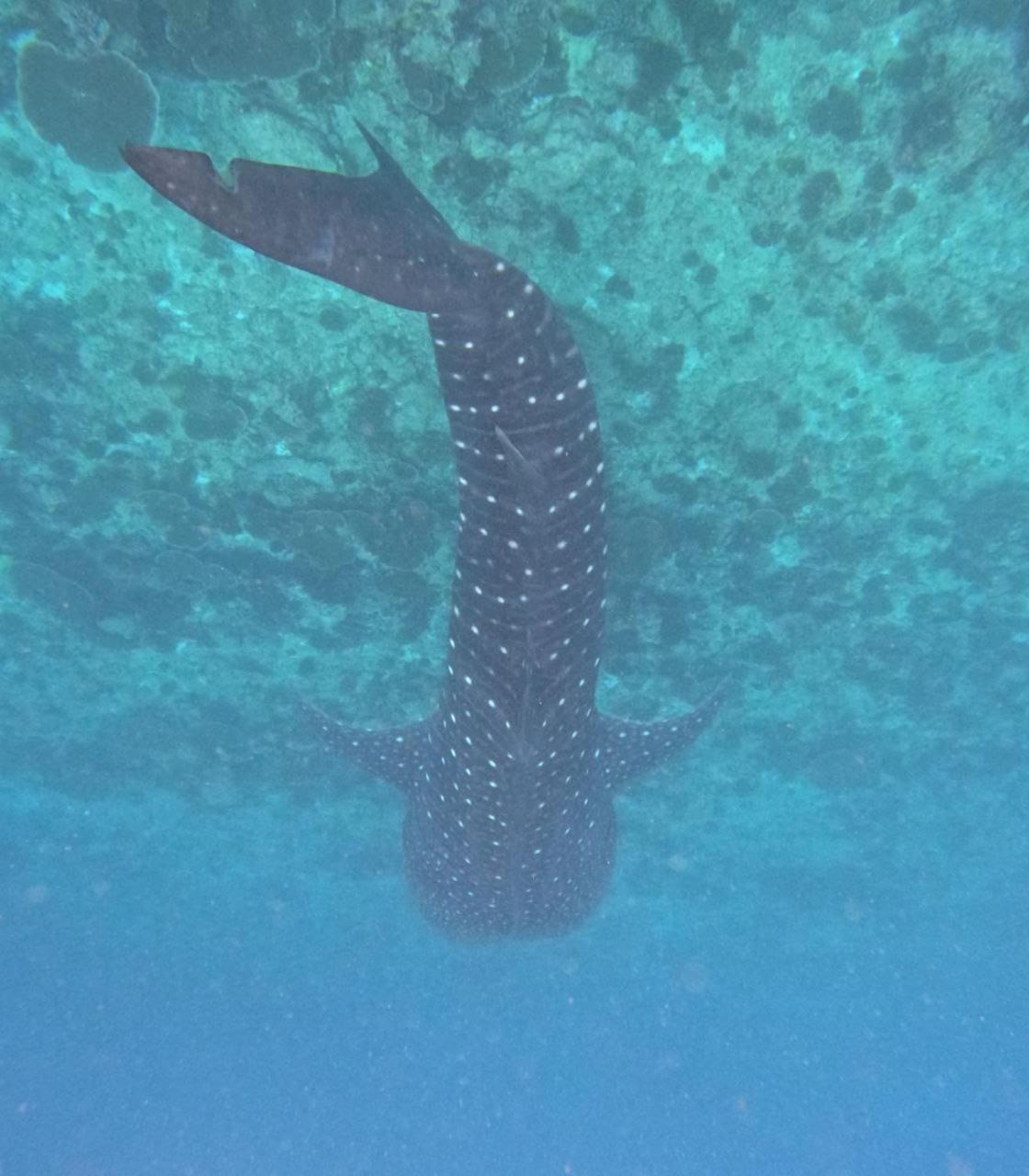 Mamello Beach Club Maldives Feridhoo Eksteriør bilde